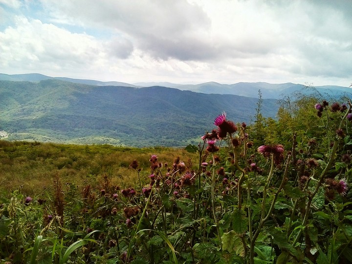 Mountains and flowers