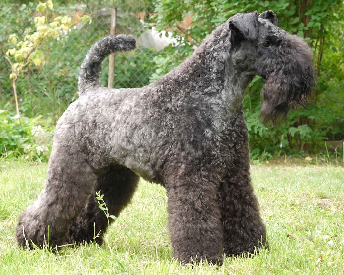 kerry blue terrier