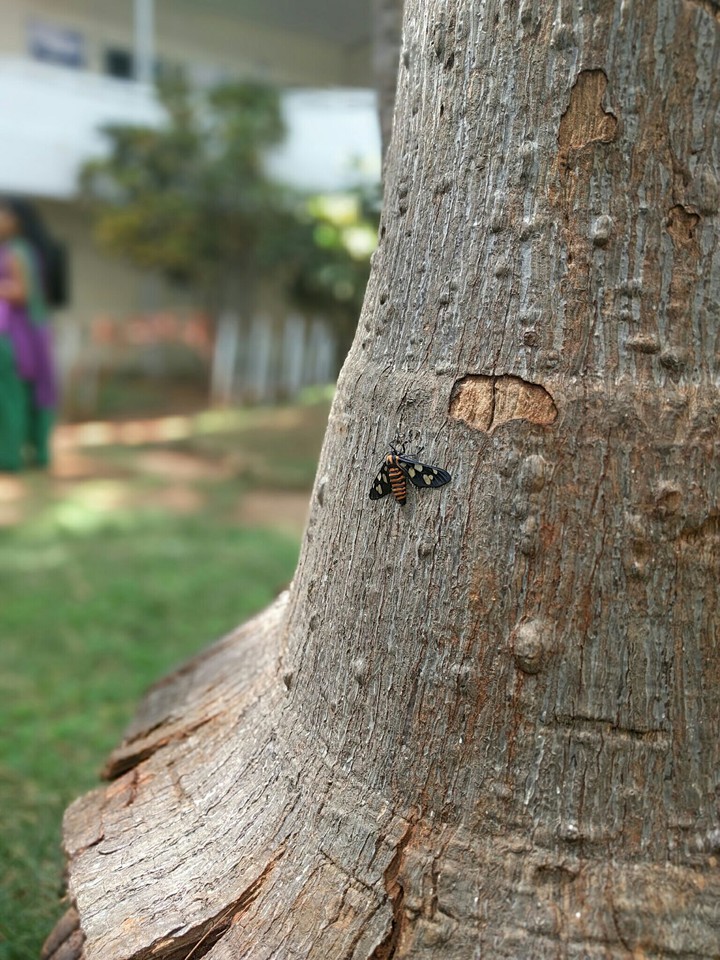 ....insect- - -