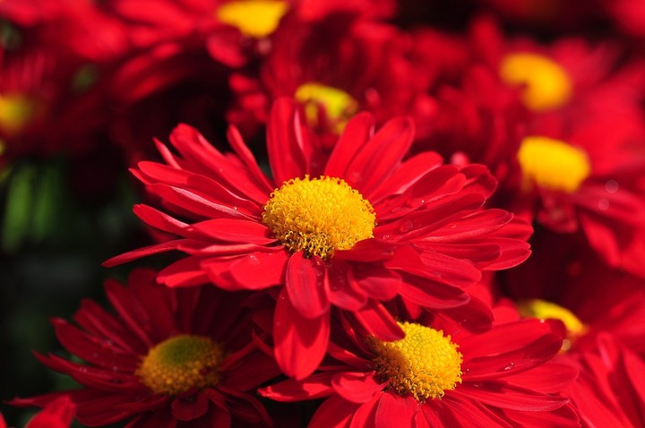 گوڵی سوور...red flowers