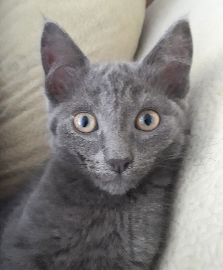 Кот Микки)