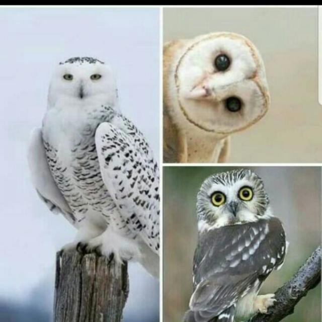 بومه