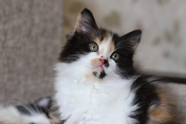 котёнок