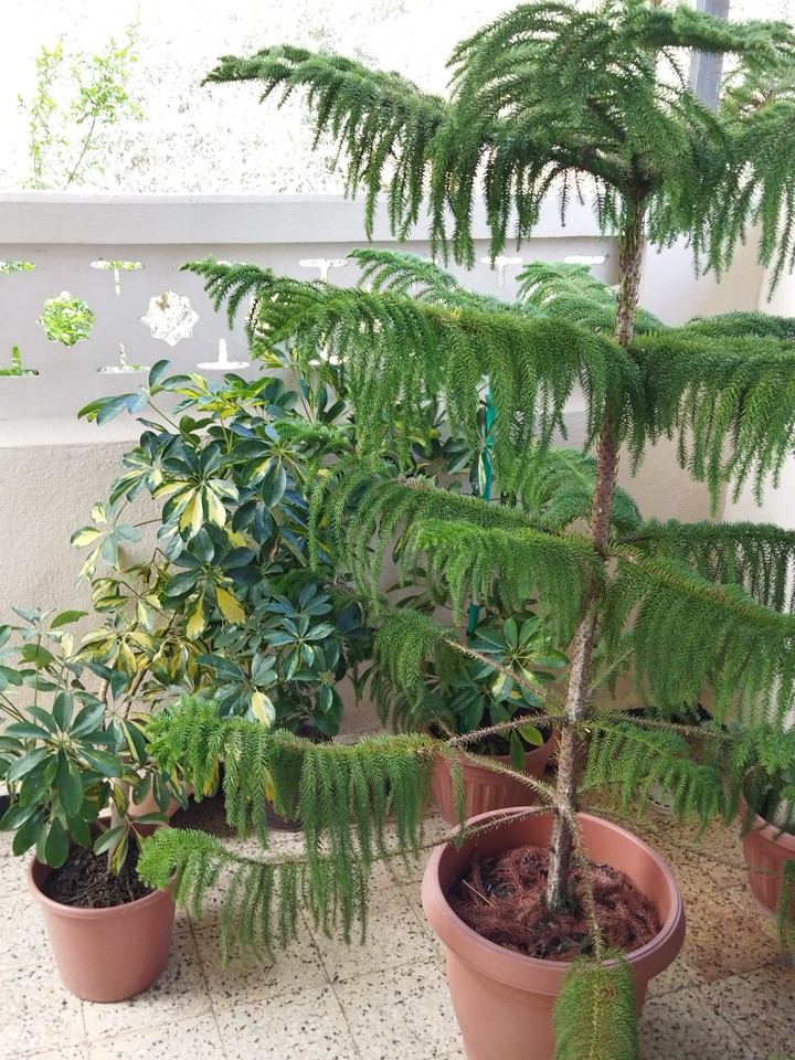 plant
