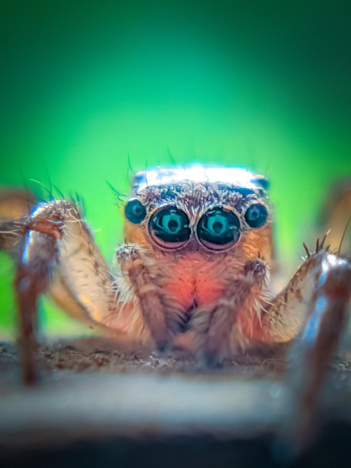 Spider