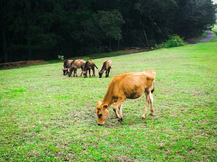 Grazing..
