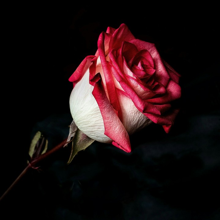 Follow for more ⚘❤