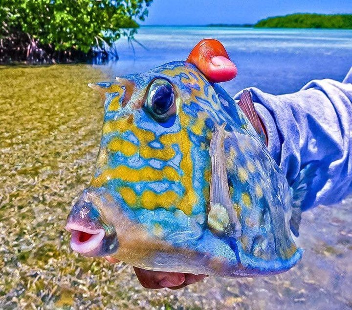 beautiful creature