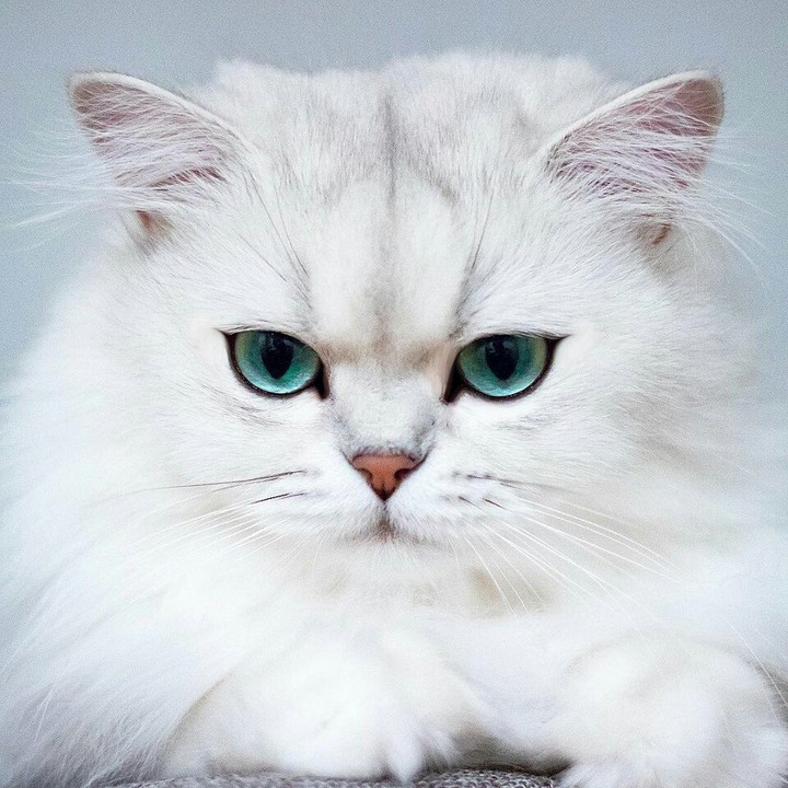кот
