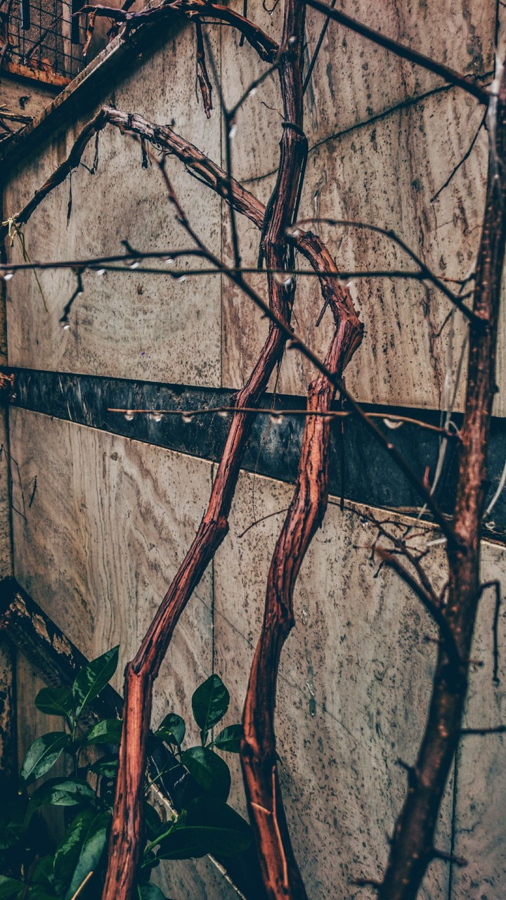 rain on Branch