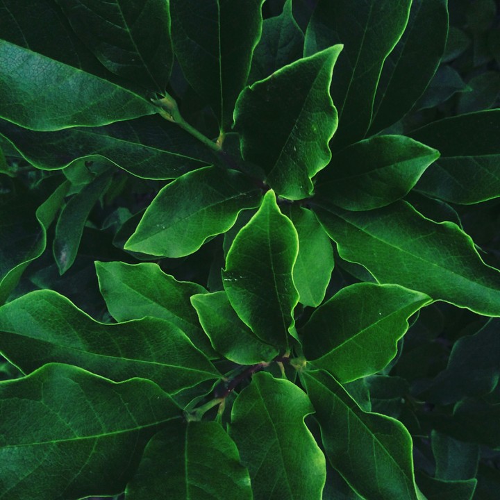 green plants