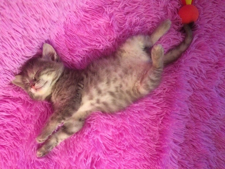 котенок
