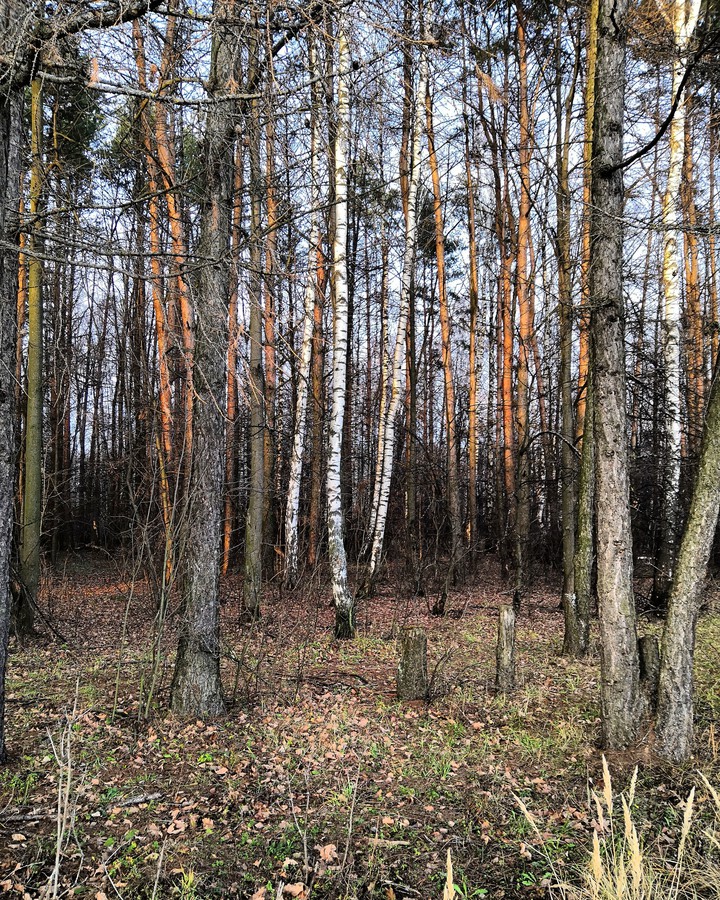 Лес