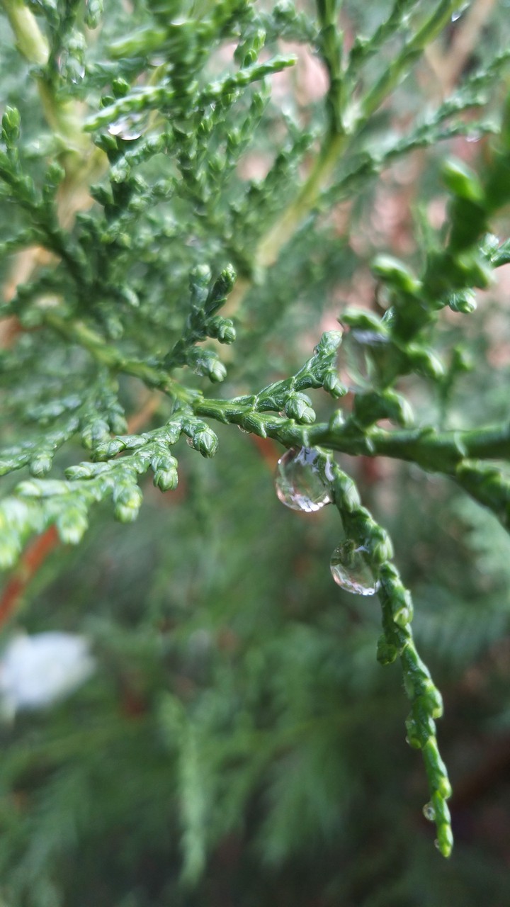 Ёлка