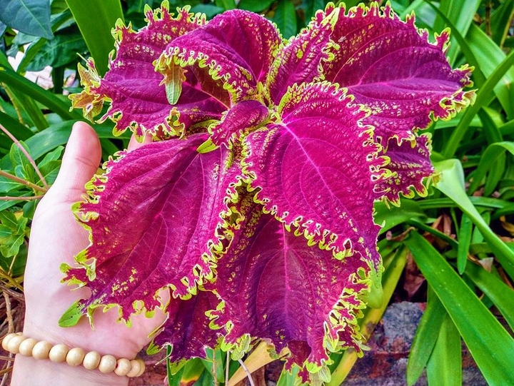 Flower 3