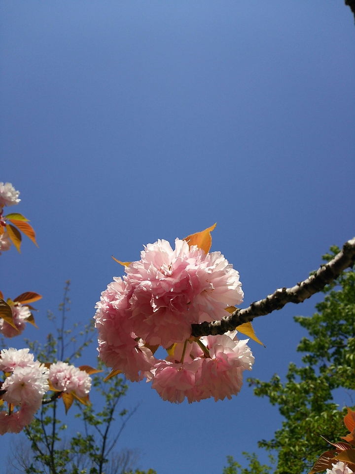 八重桜