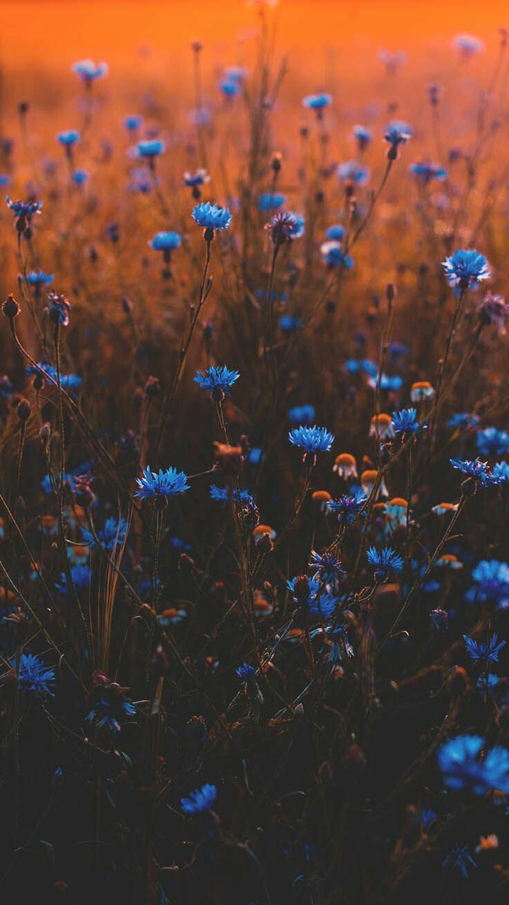 Blue Flowers