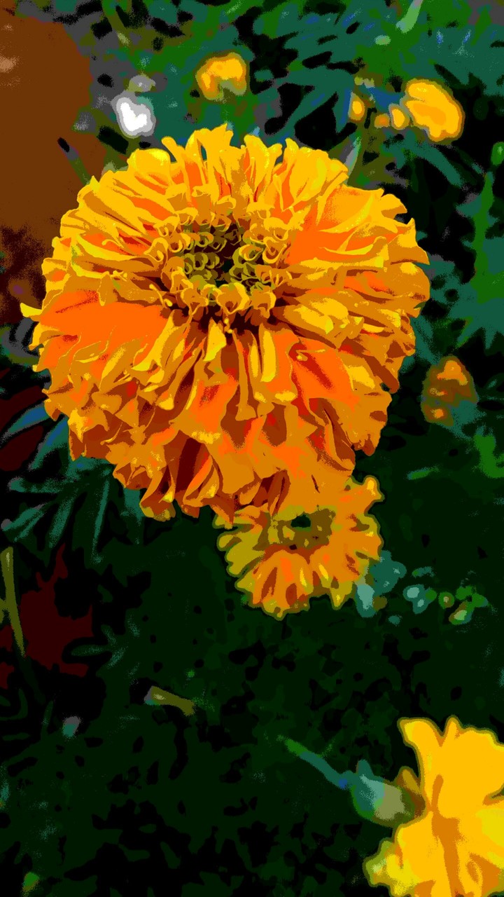 Marigold