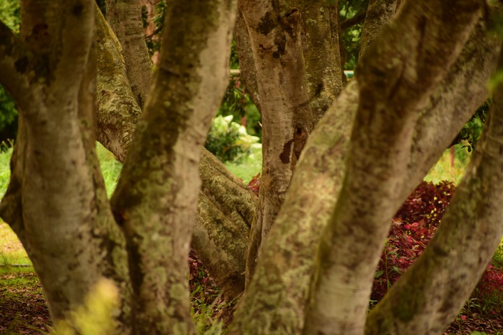 Tree Trunks