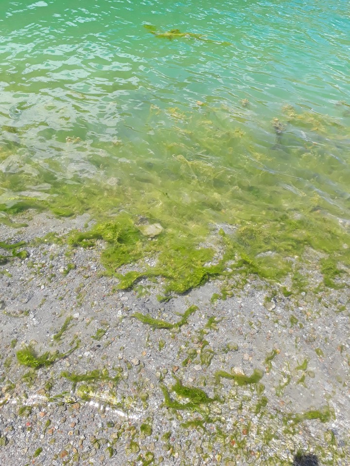 Agua