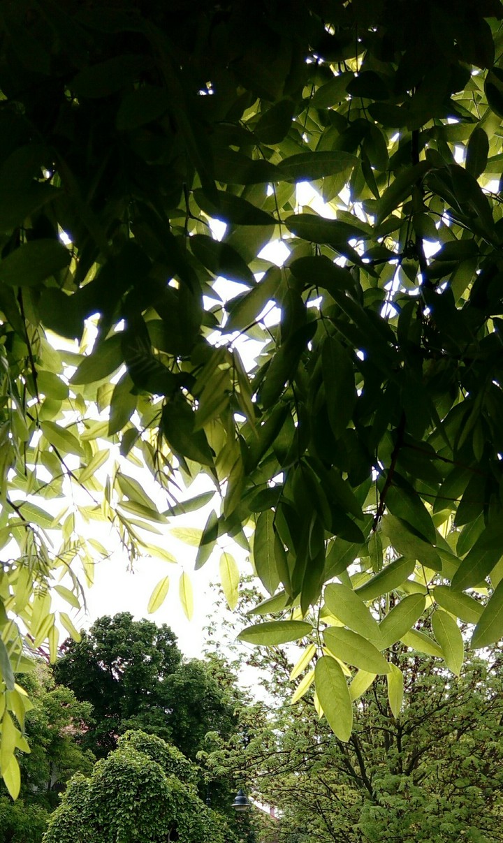 Under the tree