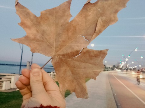 tree, leaf achtergronden