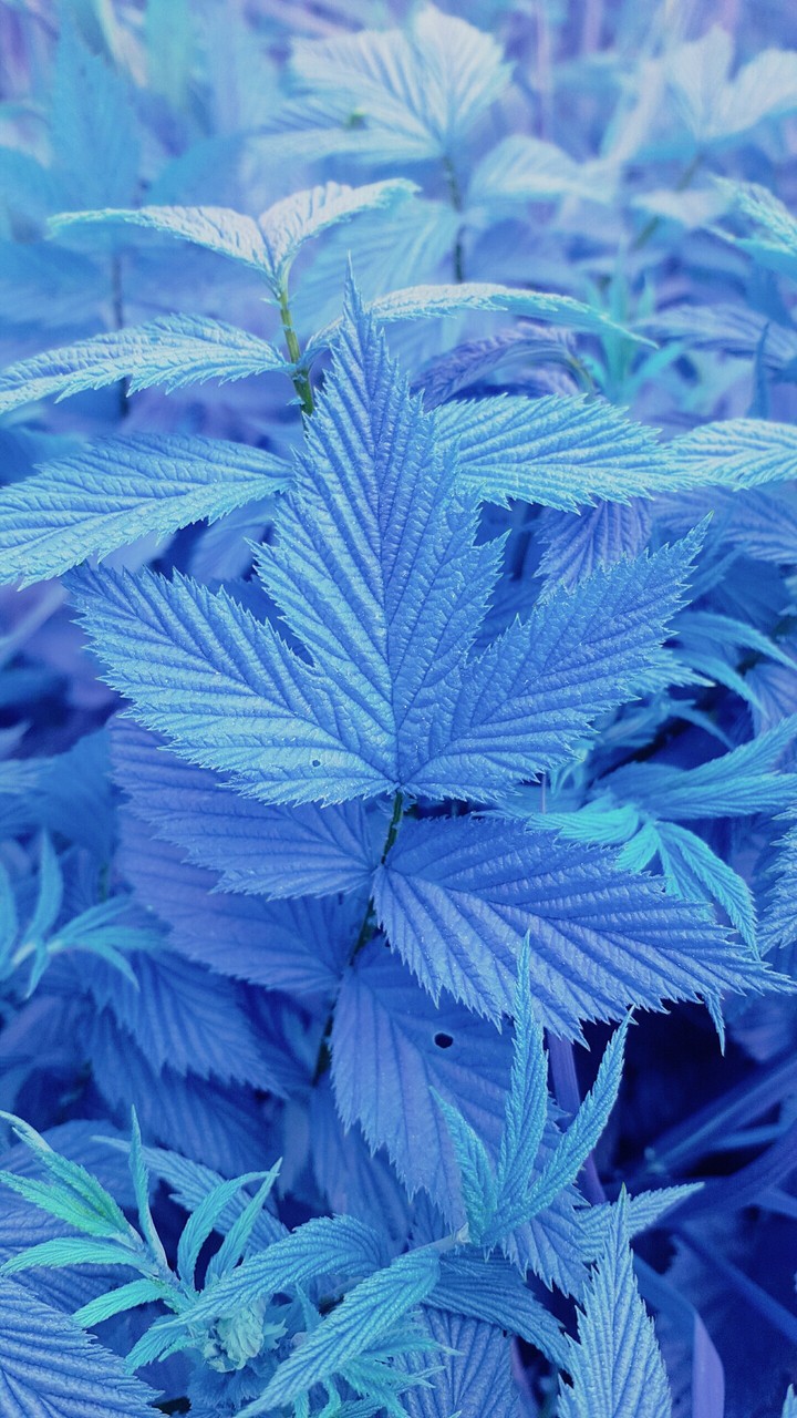 Blue