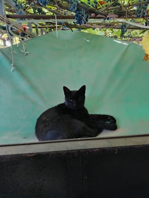 רקעים Water, felidae