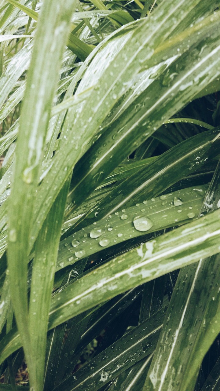 Rain