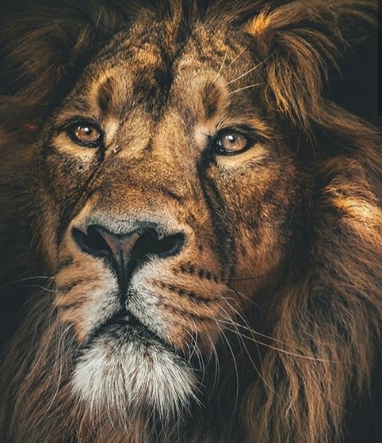lion