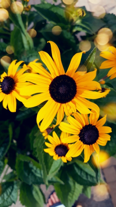 fleure