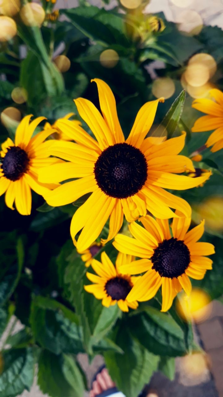 fleure