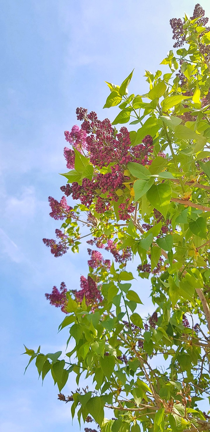 la nature à son naturel