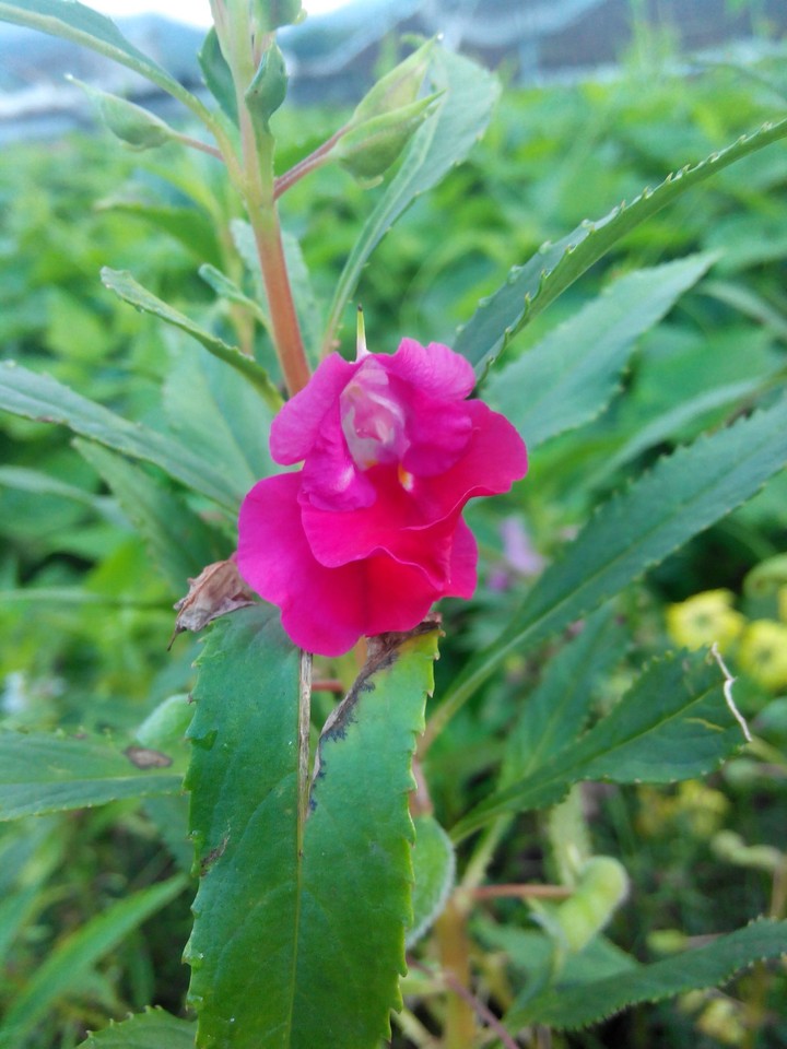pinky