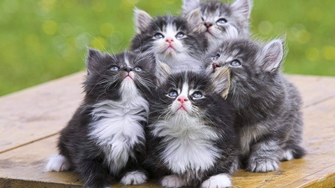 snout, felinae achtergronden