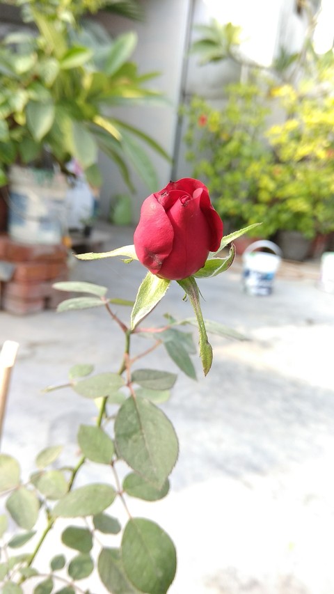 #Red #Rose