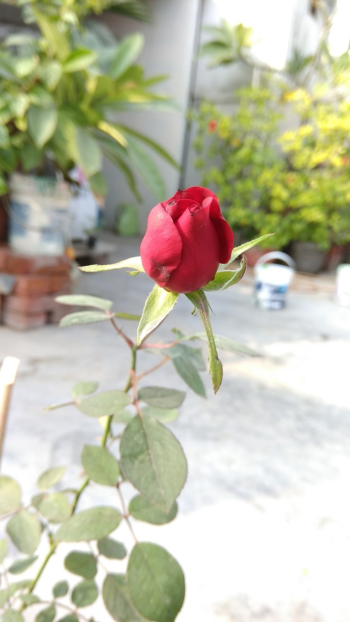 #Red #Rose