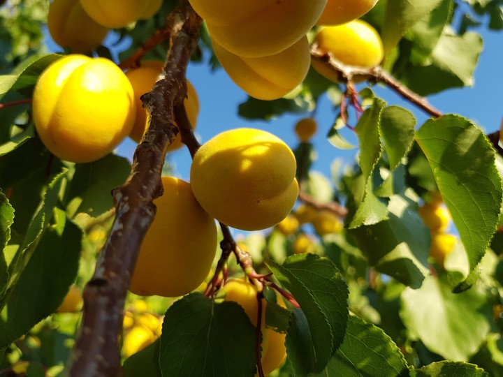 Apricot