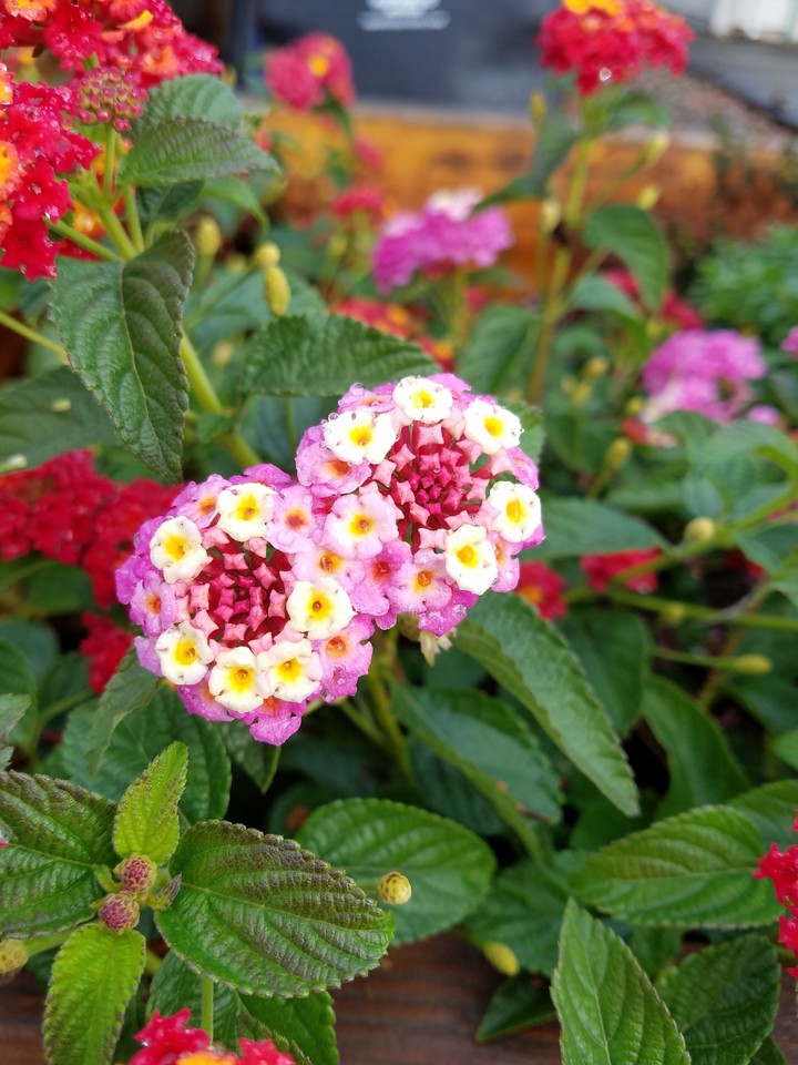 now in bloom