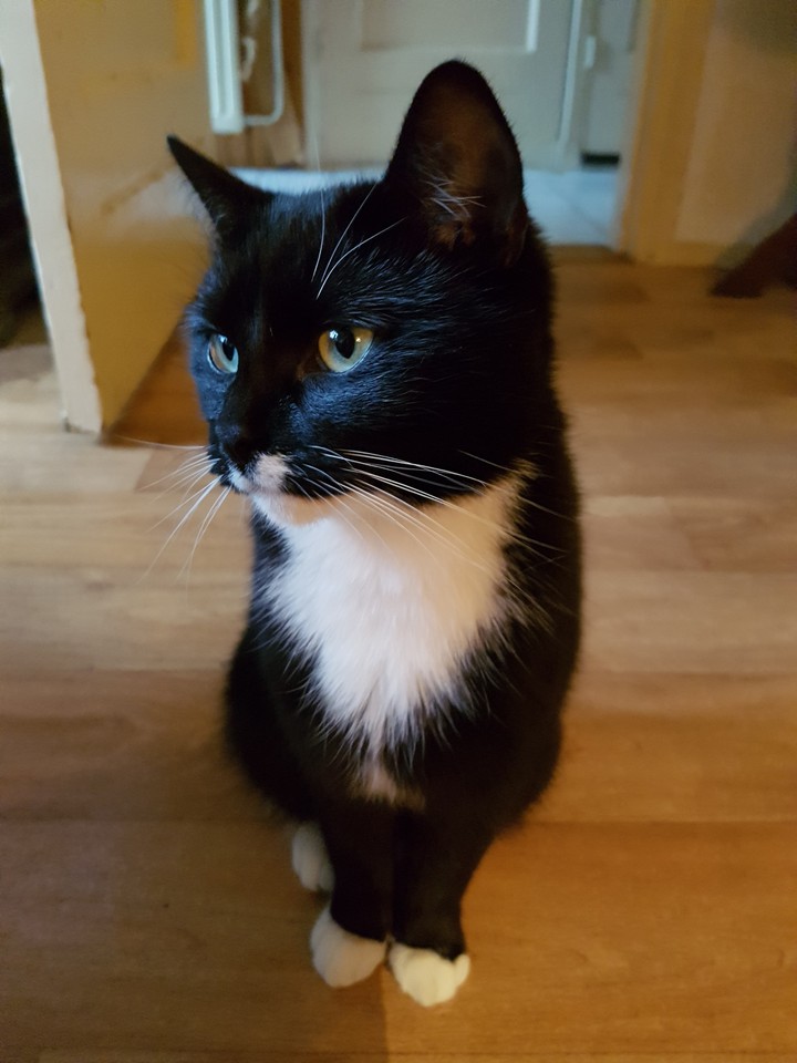 Black n White Kitty
