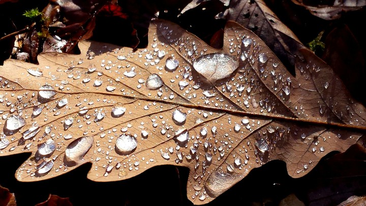 Wet Leaf