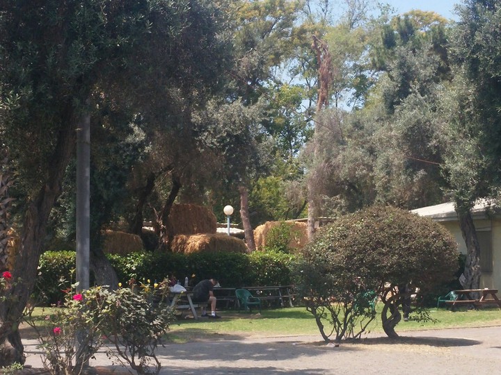 farm
