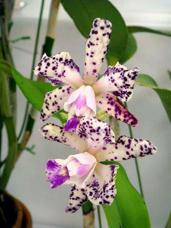 LOVELY FLOWER'S