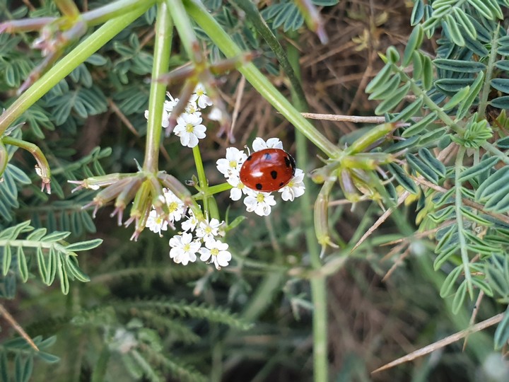 ladybug