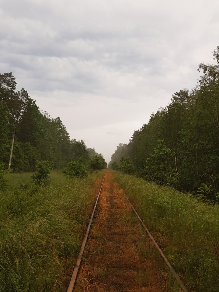 forgotten polish forest