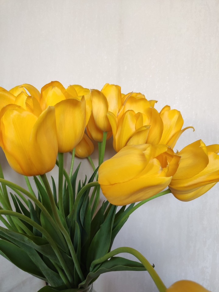 tulips