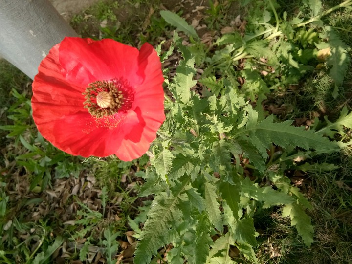 green +Red