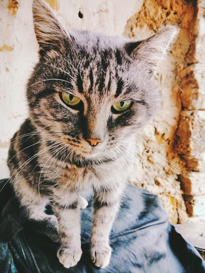 Very pretty cat