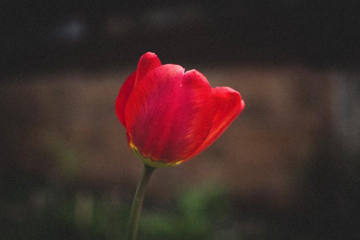 Spring flowers