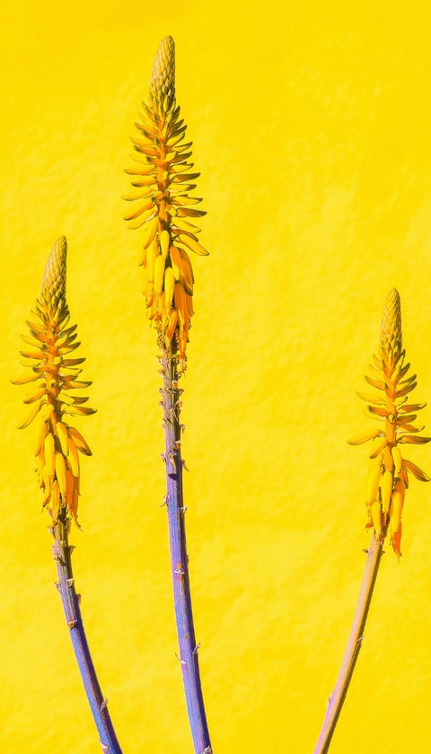 botany, grass wallpapers